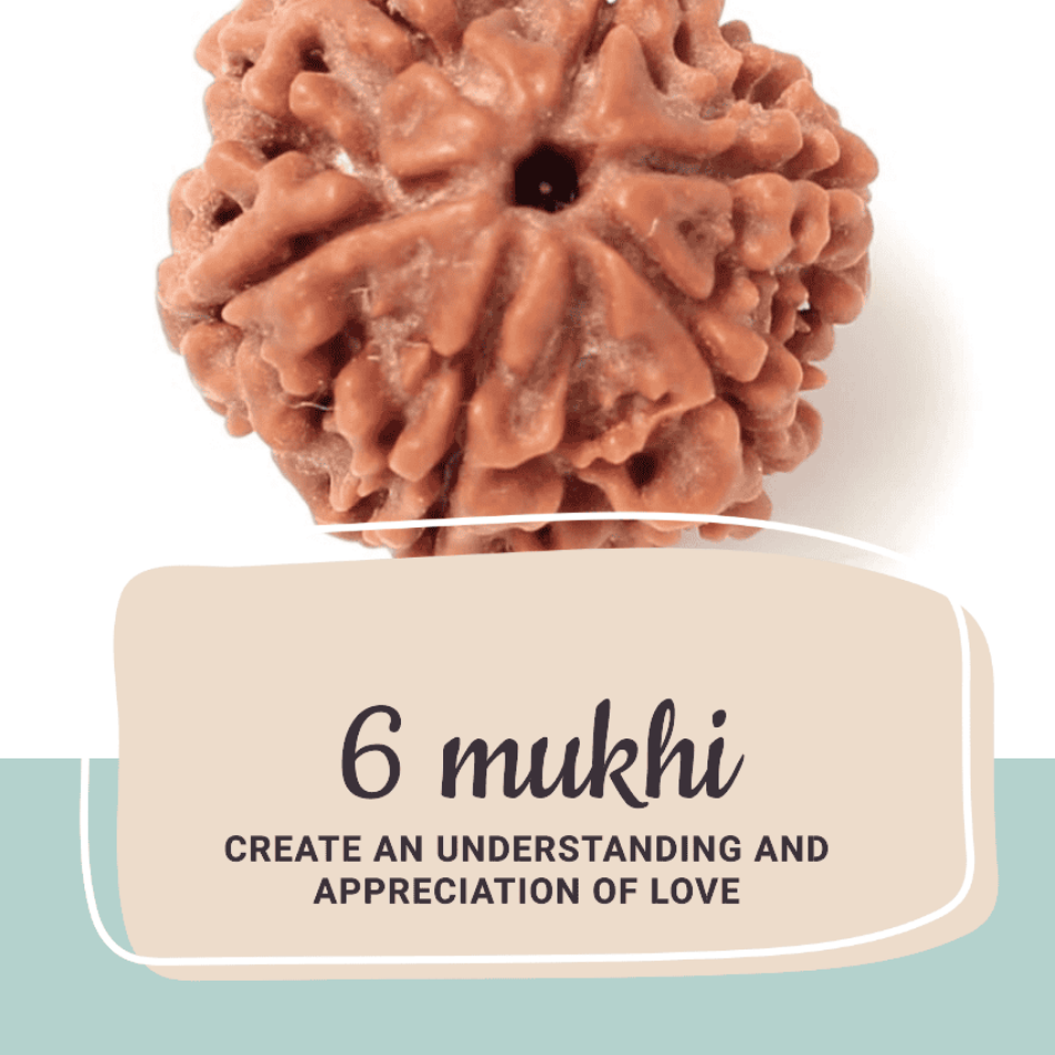 6 Mukhi Rudraksha | About six face rudraksha power : The Ultimate Guide